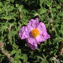 Cistus creticus (3)  -  UNICA POBLACION PENINSULAR (HOCES RIO JUCAR)